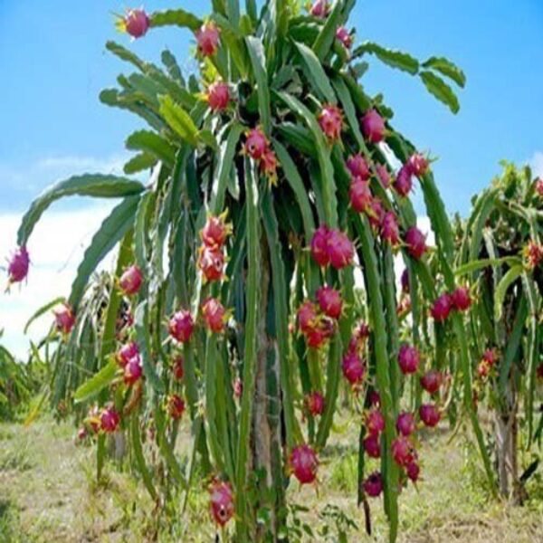 Seeds Red Dragon Fruit Plannt Roofgarden