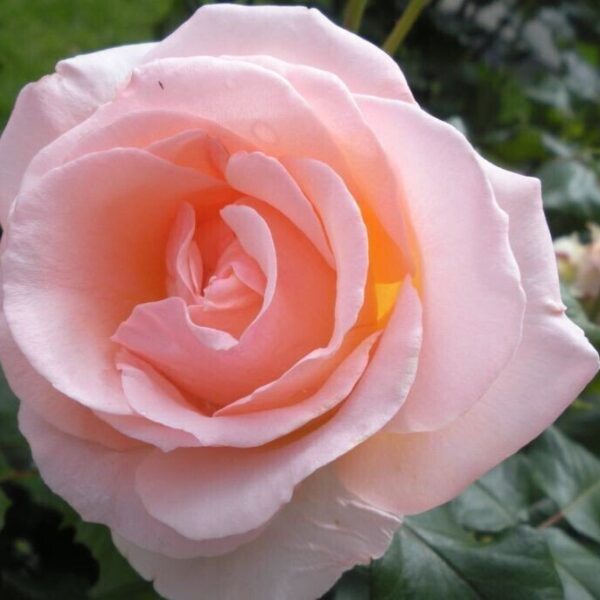 Seeds Rose Live Plant