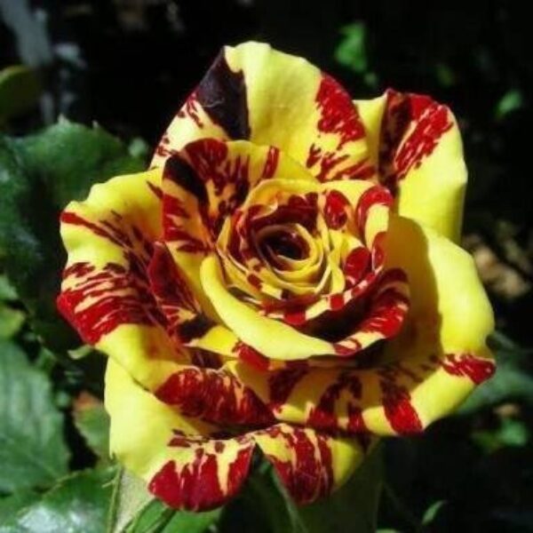 Seeds Rose Live Plant with Pot