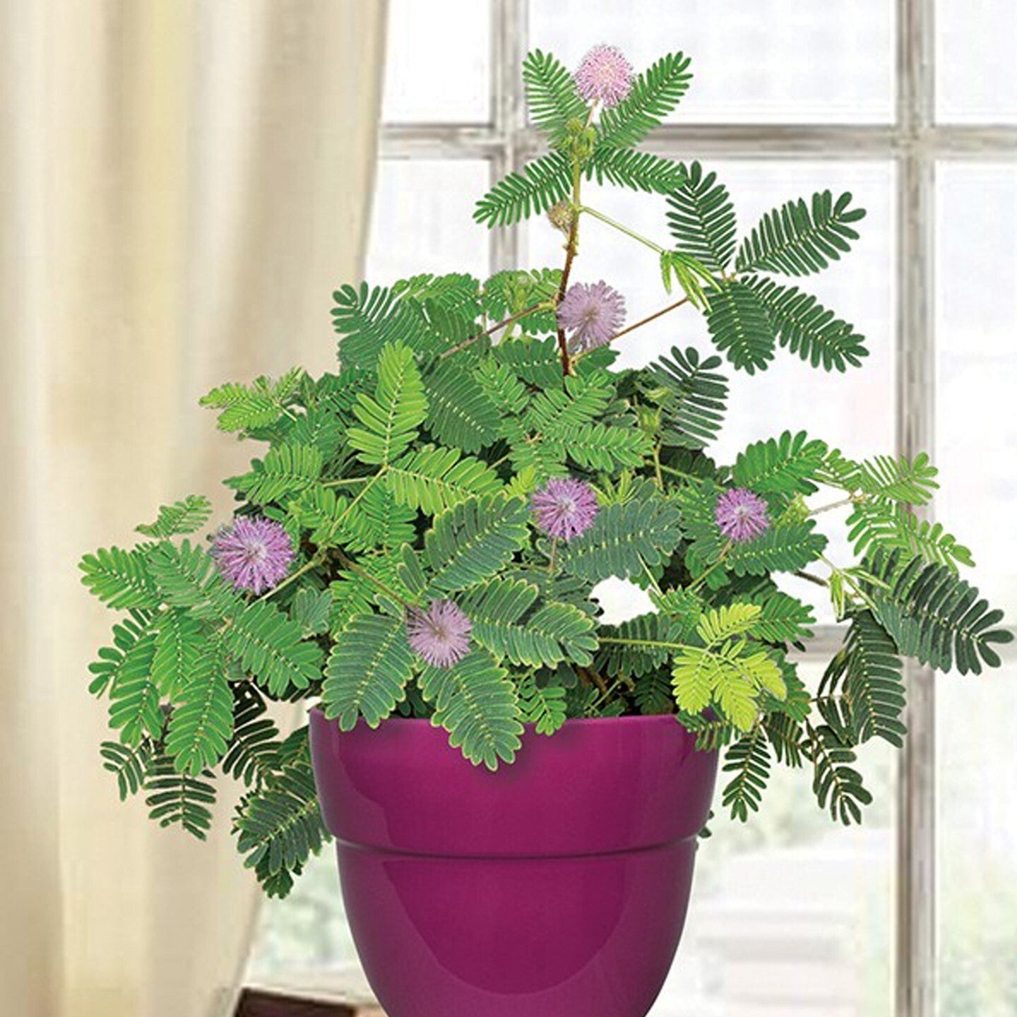 seeds-shy-sleepy-live-flower-plant-with-pot-pack-of-1-221827 Seeds Shy/ Sleepy Live Flower Plant with Pot (Pack of 1) - My Fashion Sell