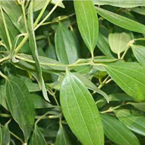 Seeds Tejpatta Plant