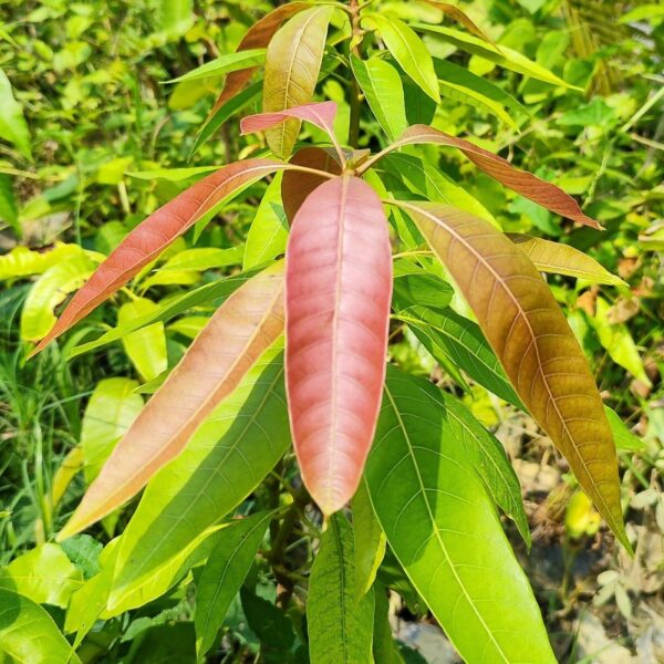 Seeds Thai Aam, Purple Mango Tree, Live Plant