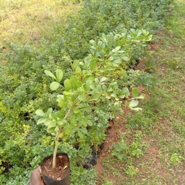 Seeds Thai Wood Apple Live Plant- Popular Among Indian/Bengali Street Food
