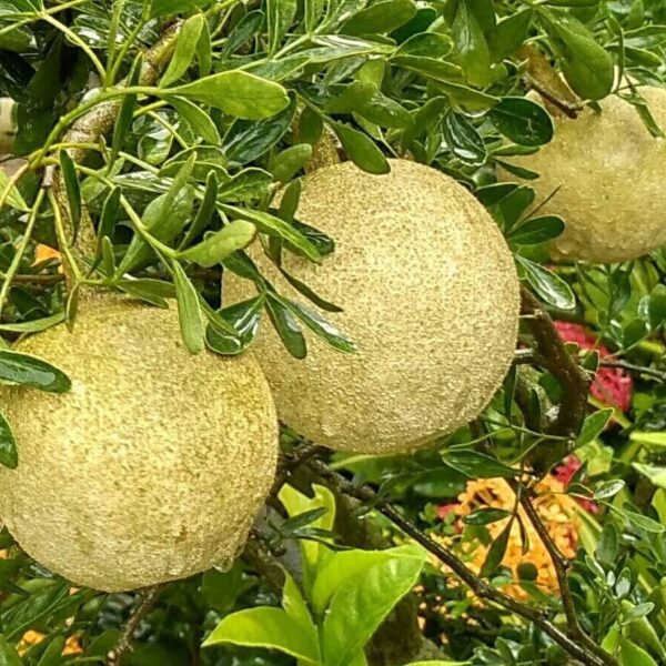 Seeds Thai Wood Apple Live Plant- Popular Among Indian/Bengali Street Food