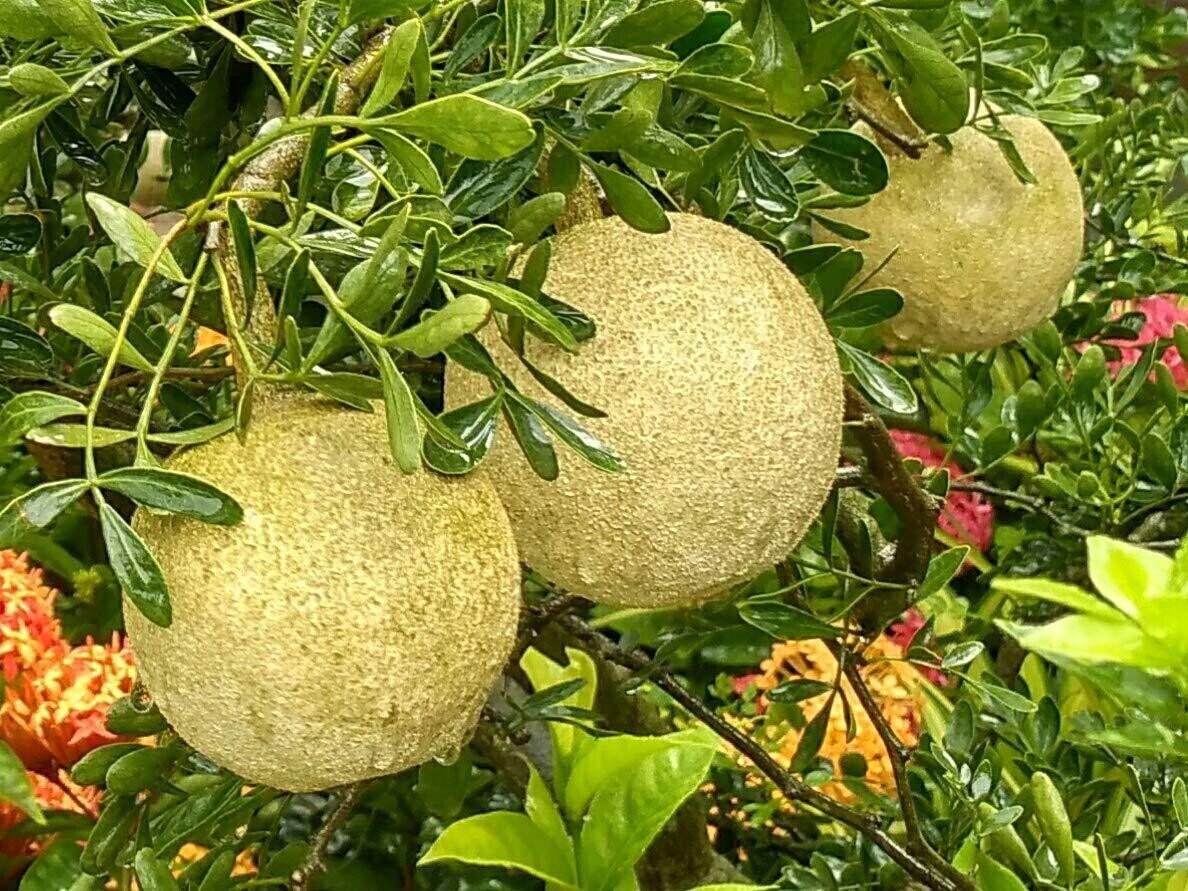 seeds-thai-wood-apple-live-plant-popular-among-indianbengali-street-food-644647 Seeds Thai Wood Apple Live Plant - Popular Among Indian/Bengali Street Food - My Fashion Sell