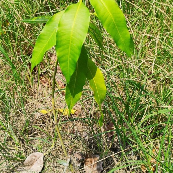 Seeds Thailand Variety Catimon Grafted Mango Plant / Plant Height 2Ft - 2.6Ft / Per Mango Weight Grater Than 1Kg