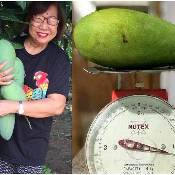 Seeds Thailand Variety Catimon Grafted Mango Plant / Plant Height 2Ft - 2.6Ft / Per Mango Weight Grater Than 1Kg