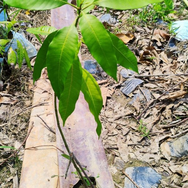 Seeds Top 3 Fruit Plants To Grow In Pots