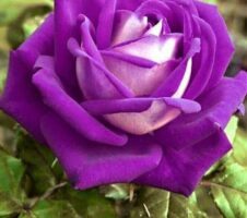 Seeds Unique Purple Rose Plant